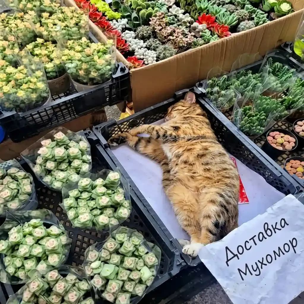 delivery